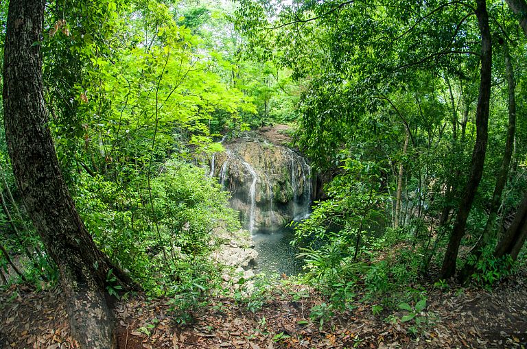 Bosque de Selva Tropical