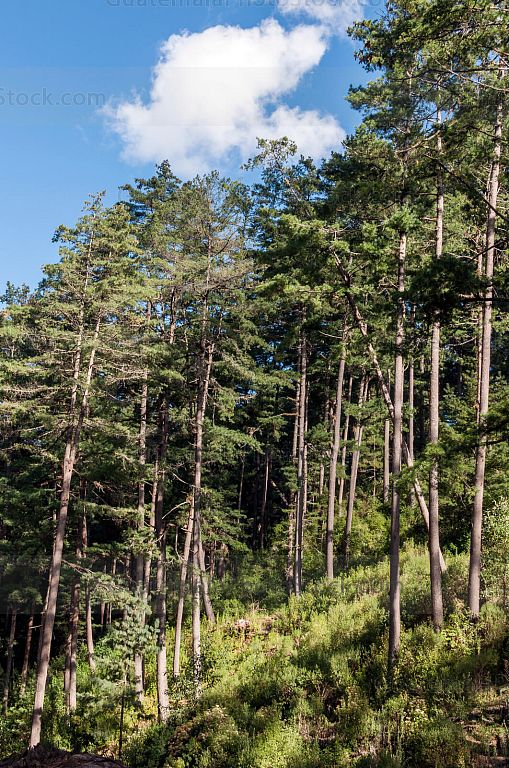 Bosque municipal en Totonicapán