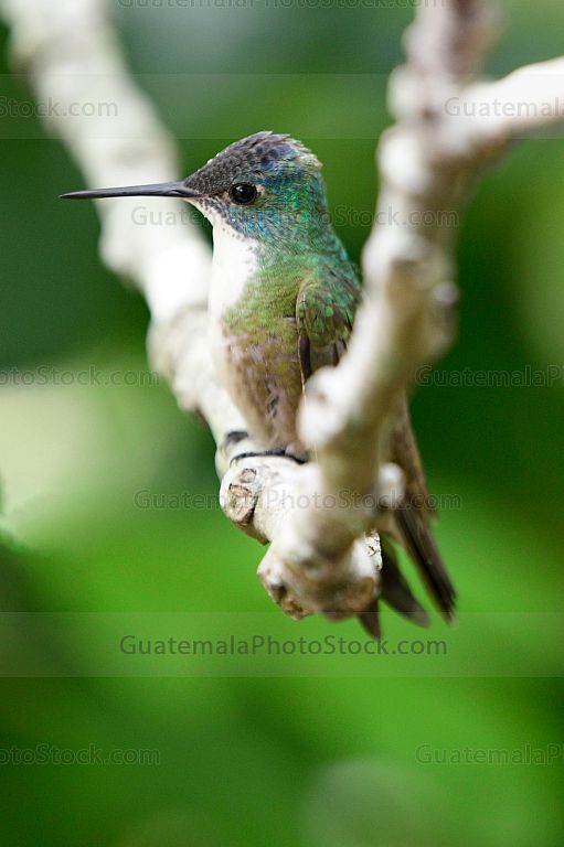 Colibrí