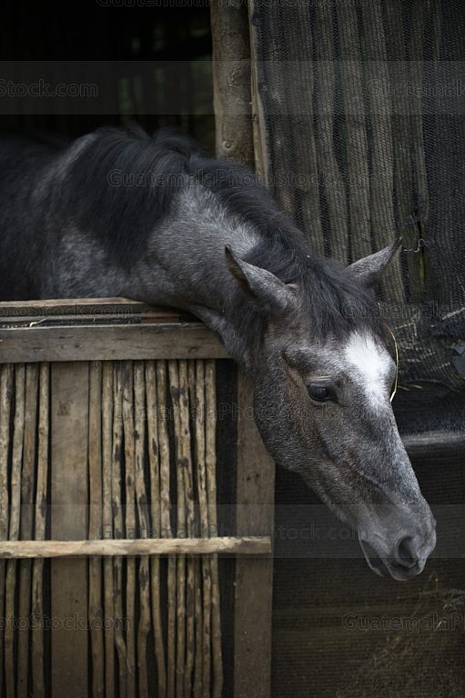 Caballo