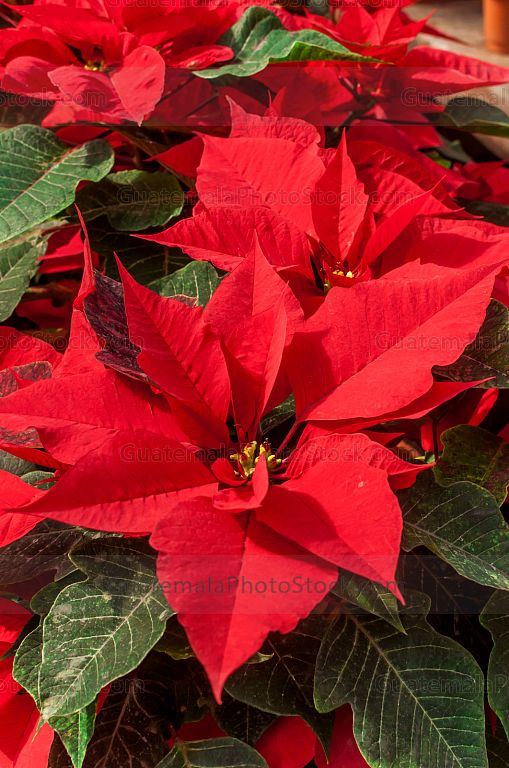 Flor de pascua