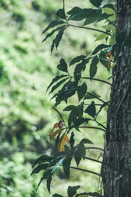 Naturaleza en Yaxhá