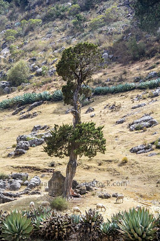 Paisaje de los Cuchumatanes