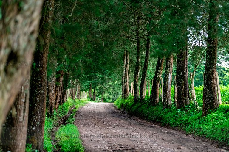 Camino rural