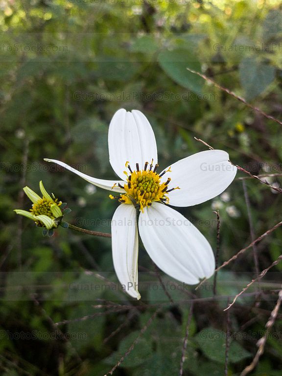 Flor de campo