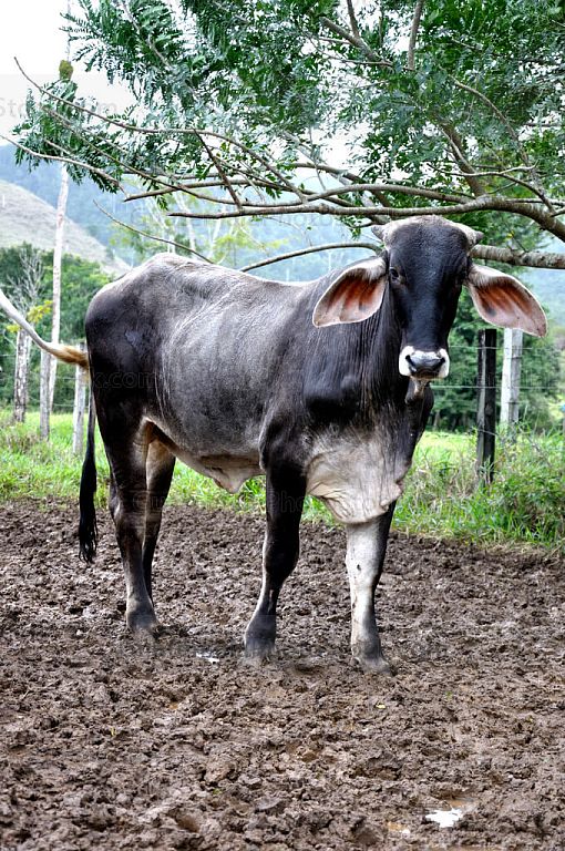 Vaca
