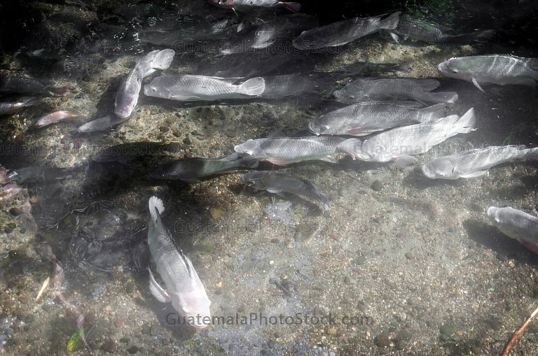 Tilapias