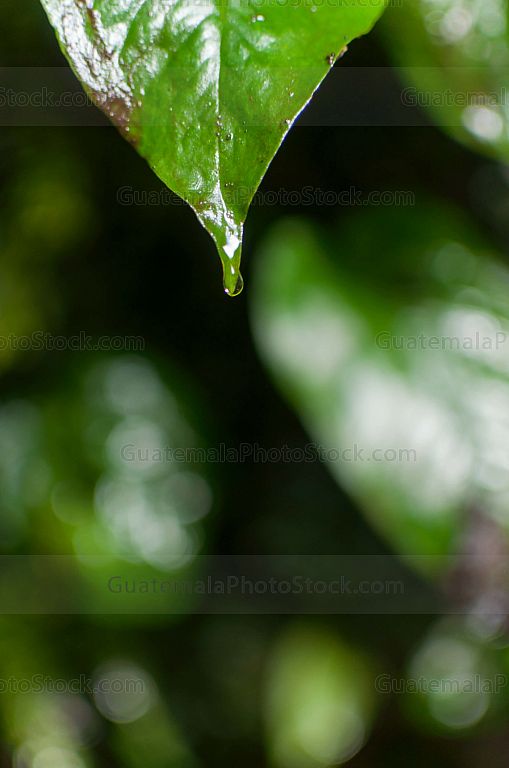 Nacimiento de agua en el sendero del alto