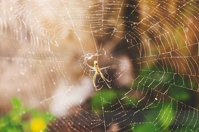 Araña en su tela