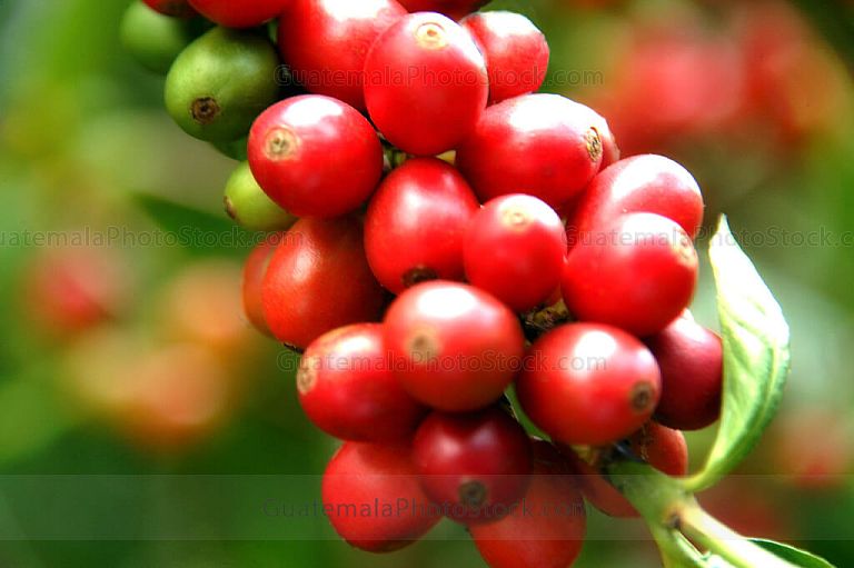 Rama de cafeto