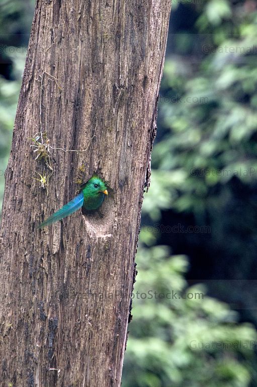 Quetzal en el Mirador Rey Tepepul