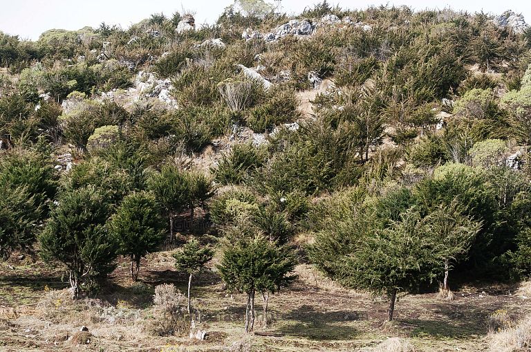 Árboles de Huito