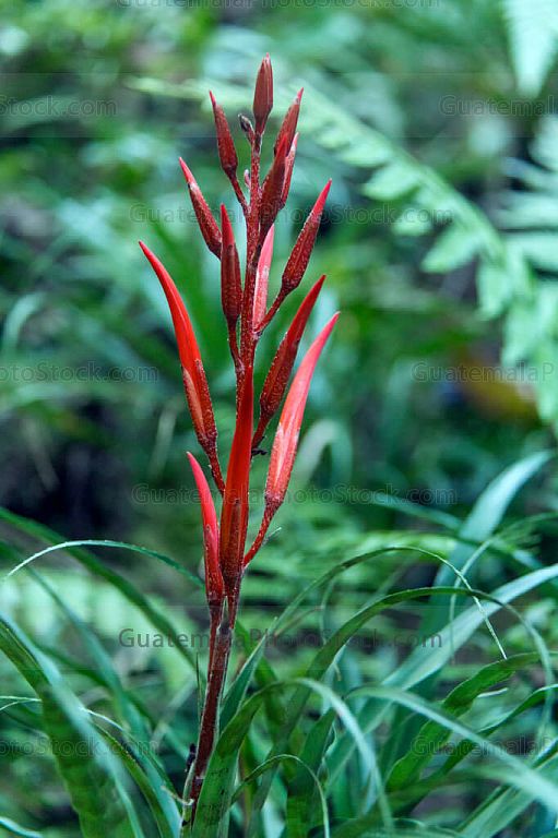 Flor silvestre