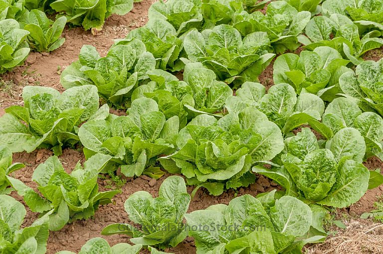 Campo agricola