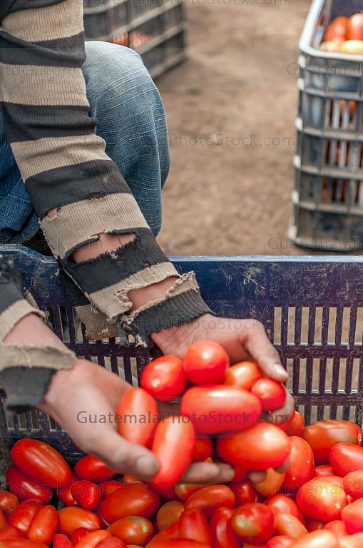 Cosecha de Tomate