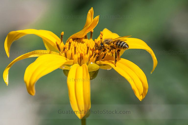 Flor y abeja