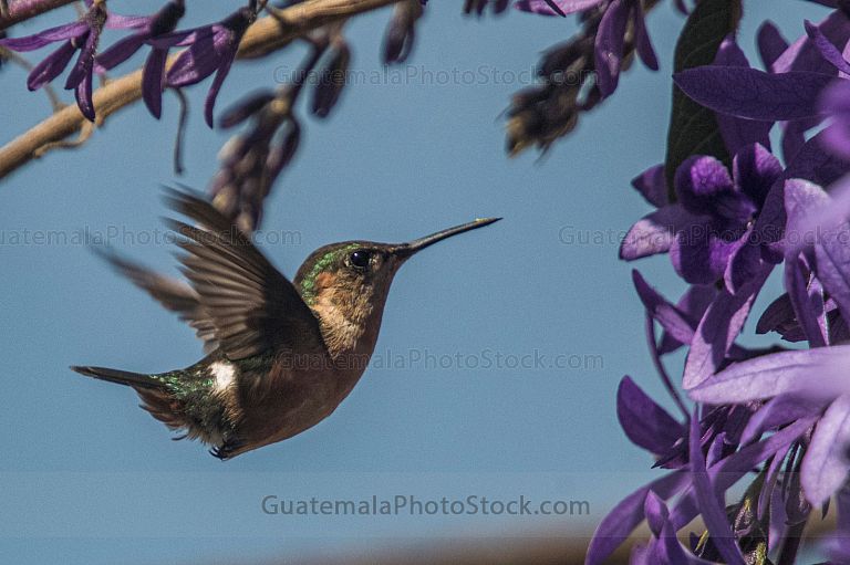 Colibri frente a planta de nazareno