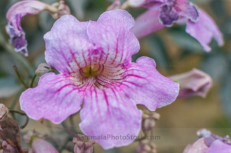 Flor Podranea Ricasoliana
