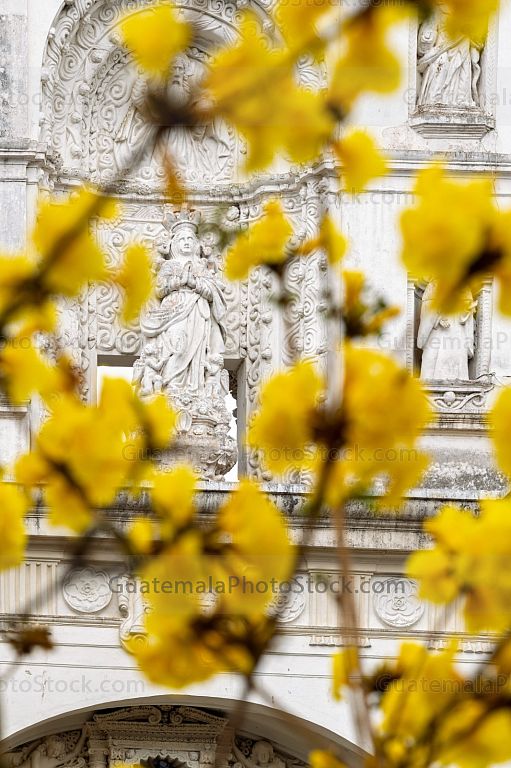 Flores amarillas frente a San José Catedral