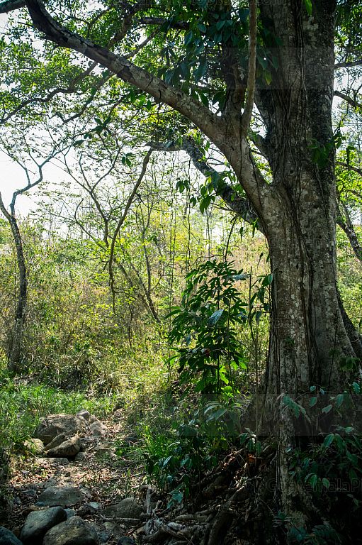 Ruinas de Yaxhá