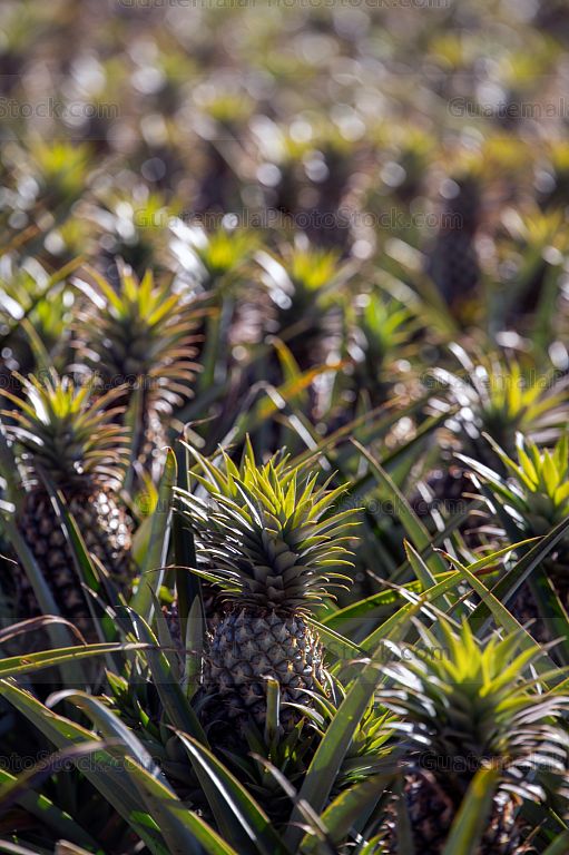 Cultivo de piña