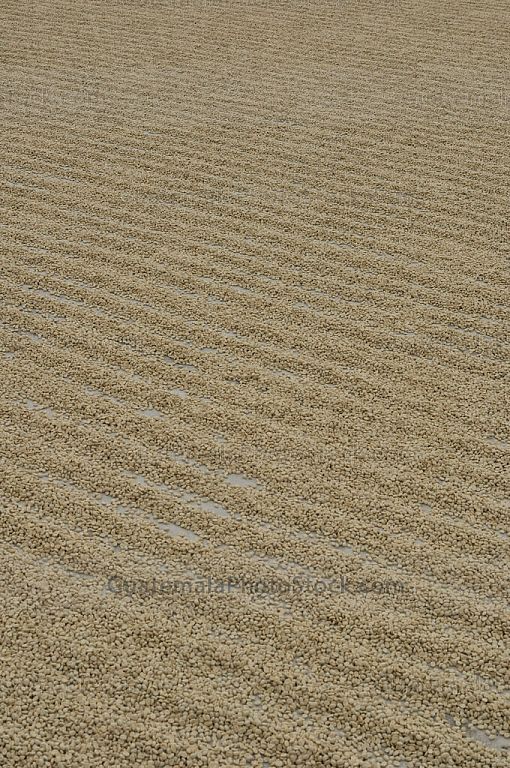 Secado de café