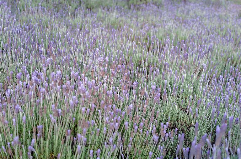 Campo de lavanda