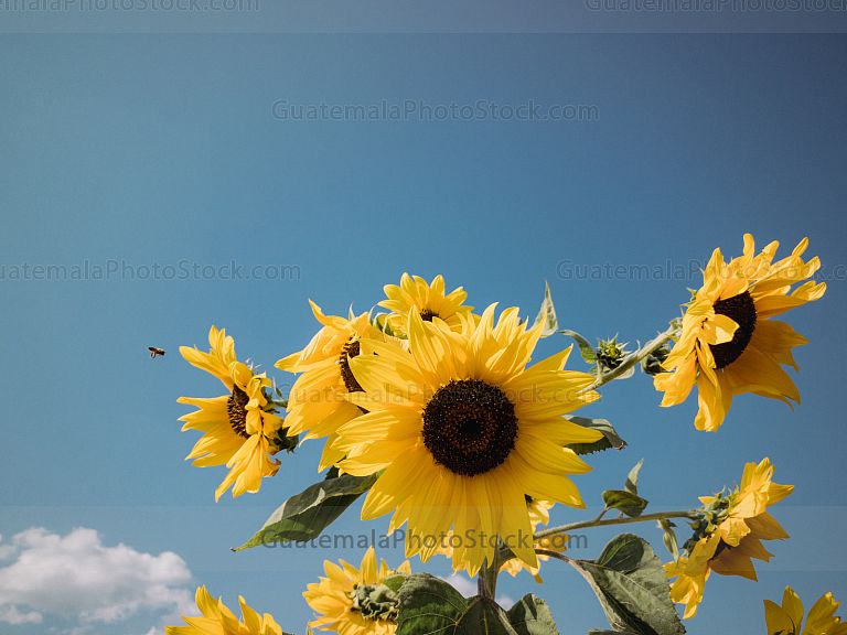 Girasoles