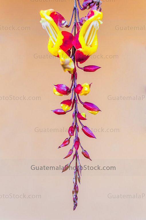 Flores de planta trepadora
