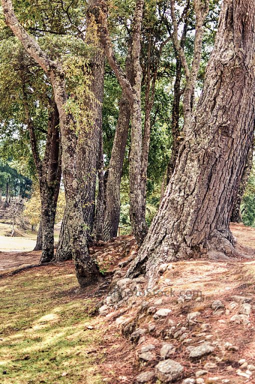 Iximché, ciudad de árboles