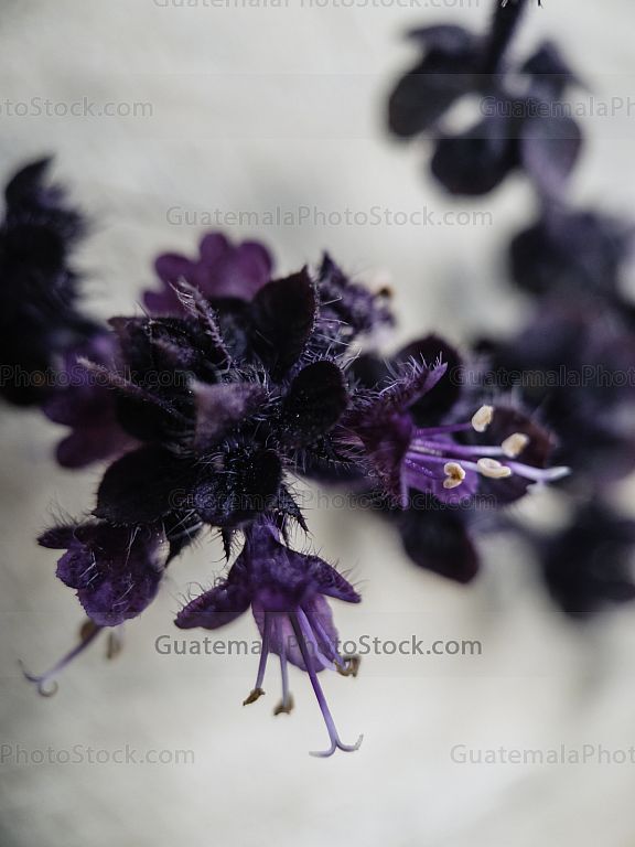 Flor de albahaca morada