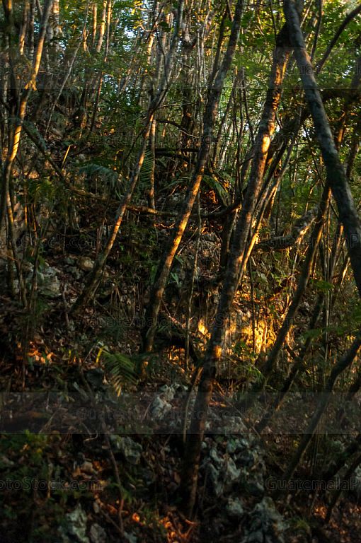 Selva tropical al amanecer
