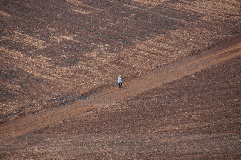 Campos de caña de azucar
