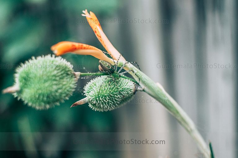 Araña