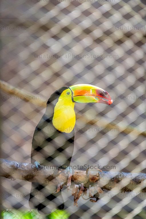 Aves en el Zoolóogico