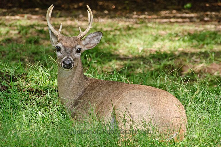 Venado cola blanca