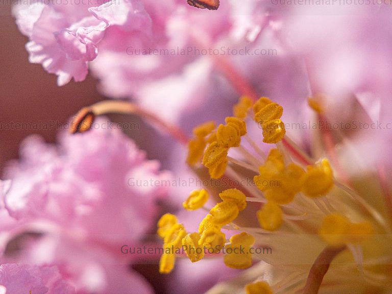 Flor