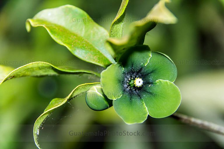 Flores Goj Chen