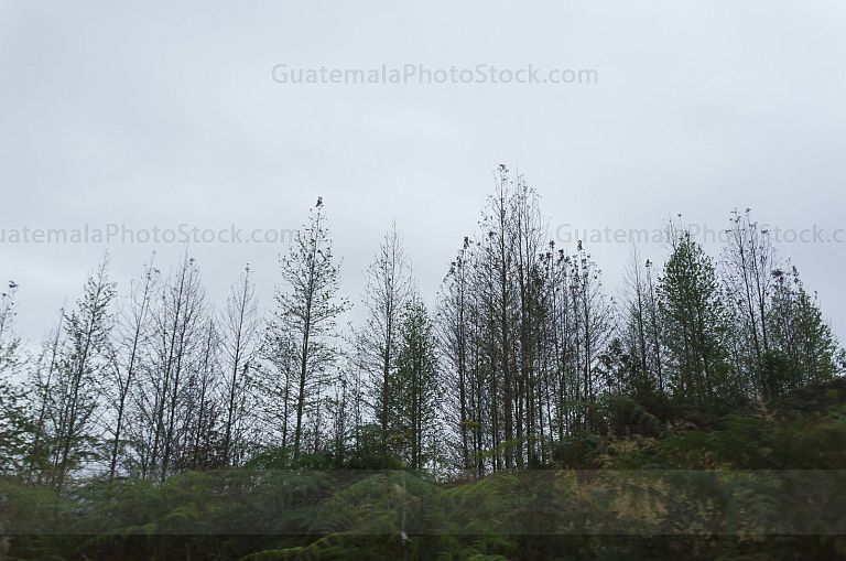 Bosque nuboso de Huehuetenango