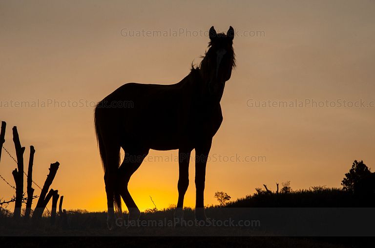 Silueta de caballo