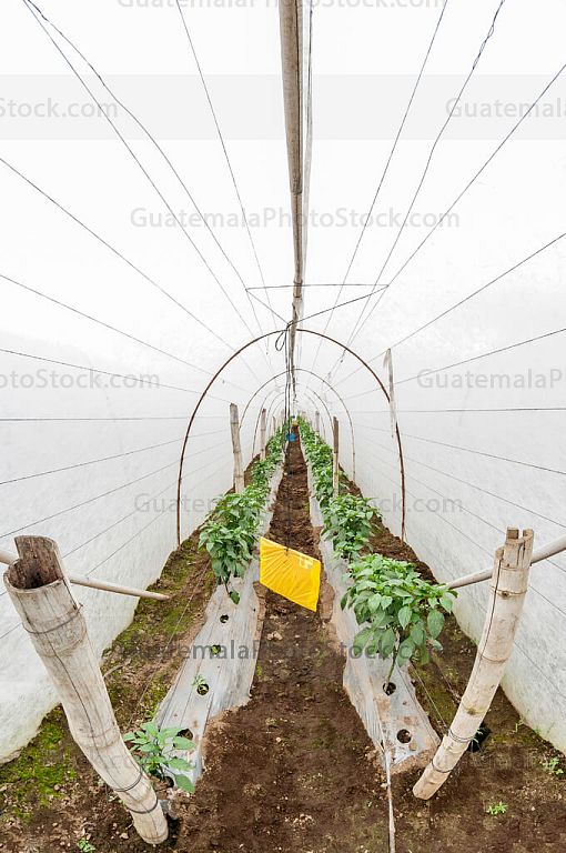 Chile pimiento en vivero