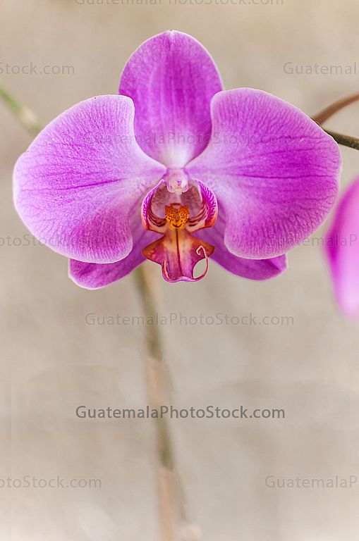 Orquideas Dendrobium