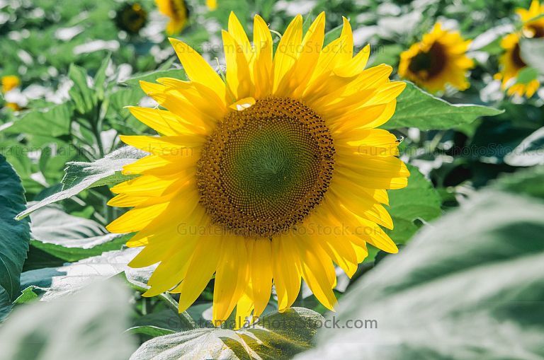 Finca Los Girasoles, Esquipulas, Chiquimula