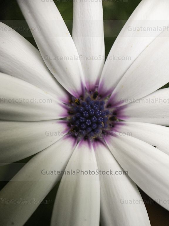 Macro
