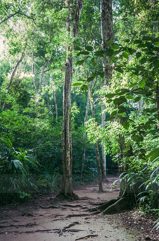 Sendero del Parque Nacional de Tikal