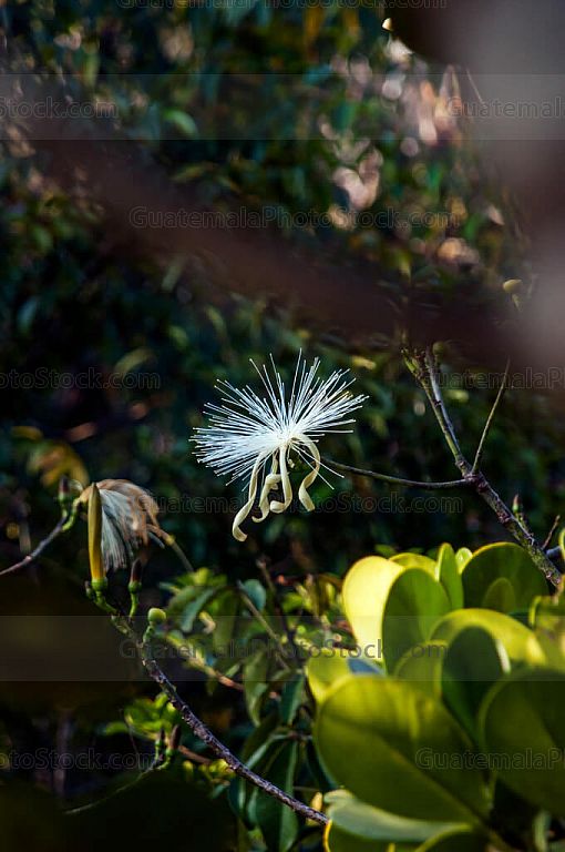 Flor