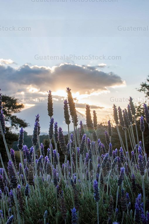 Campo de Lavanda, San Mateo Milpas Altas