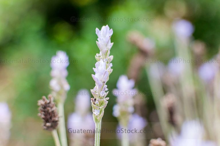 Lavanda