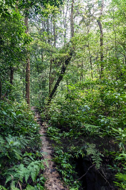 Bosque Tropical a orillas de Laguna Brava