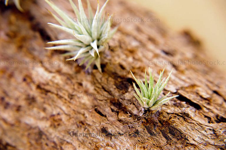 Plantas decorativas